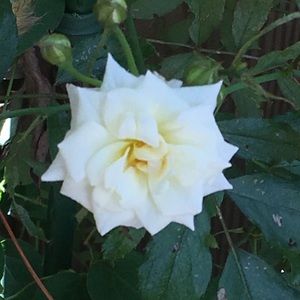 Meet your Posher, Jordan